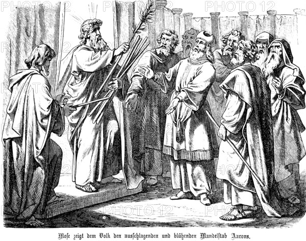 Moses shows the people the sprouting and blossoming almond staff of Aaron, group of men, almond
