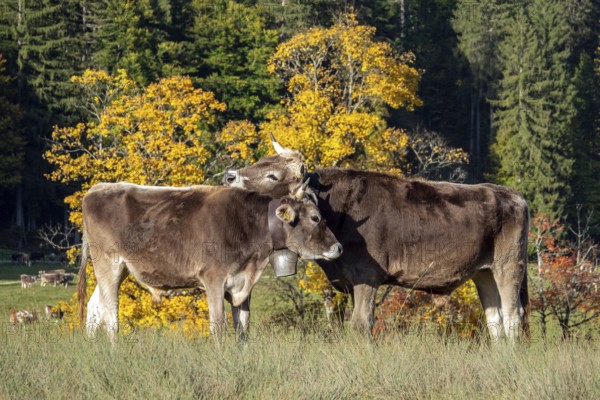 Cattle, 2 cows with cowbells, nestling heads together, autumn coloured trees behind, Stillachtal,