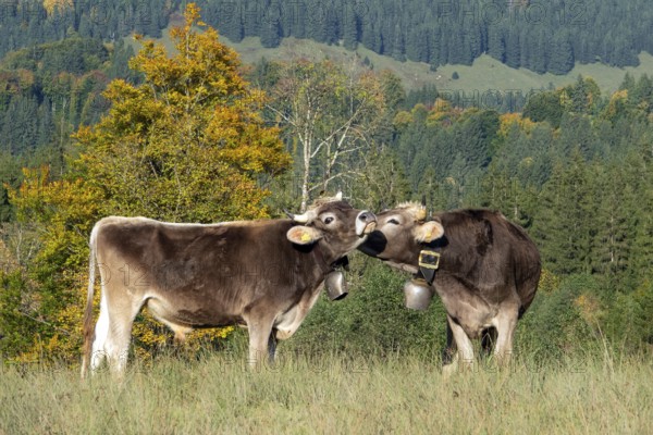 Cattle, 2 cows with cowbells, cow licks another cow on the head, behind autumnal endangered tree.