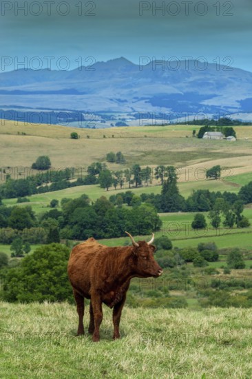 Cow race salers graze peacefully in Auvergne Volcanoes Regional Park, showcasing the serene beauty