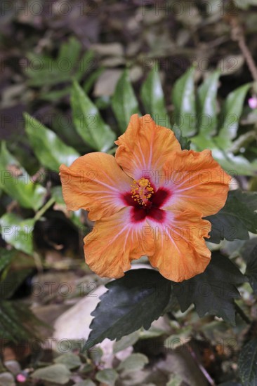 Hibiscus (Hibiscus), close-up of a red flower, houseplant, Wilnsdorf, North Rhine-Westphalia,