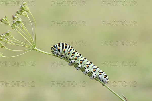 Swallowtail caterpillar (Papilio machaon), caterpillar sitting on Wild carrot (Daucus carota),