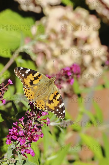 Thistle butterfly (Vanessa cardui) on a Buddleja davidii flower, Wilnsdorf, North Rhine-Westphalia,