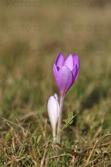 Autumn crocus (Colchicum autumnale), half-opened flowers in a meadow, endangered, protected