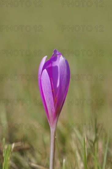 Autumn crocus (Colchicum autumnale), autumn crocus (Colchica) closed flowers in a meadow,