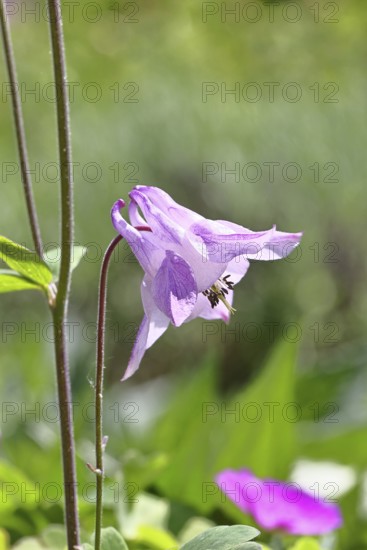 Columbine (Aquilegia vulgaris), pink flower at the edge of a forest, in spring, Wilnsdorf, North