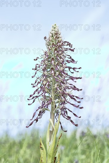 Goat's tongue (Himantoglossum hircinum), inflorescence with open white-purple flowers, on a weasel,