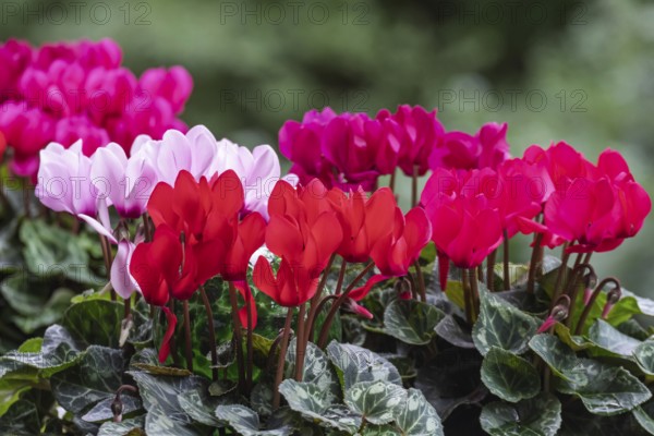 Cyclamen hederifolium or Neapolitan cyclamen (Cyclamen hederifolium), Münsterland, North