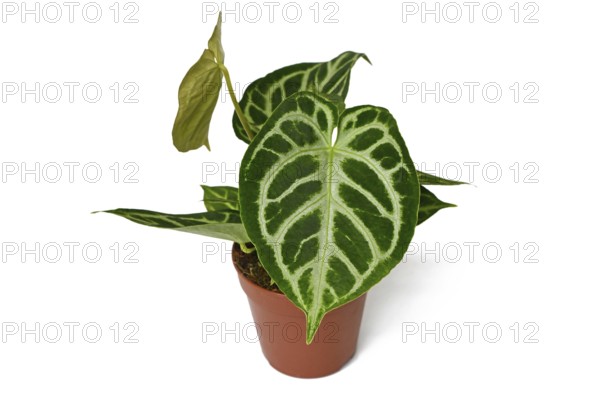 Beautiful 'Silver Blush Anthurium Crystallinum' houseplant with lace pattern on leaves in flower