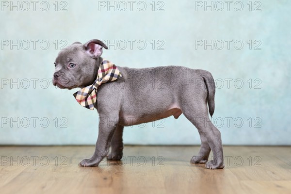 Healthy purebred Chondrodysplasia free French Bulldog dog puppy with tail in front of studio