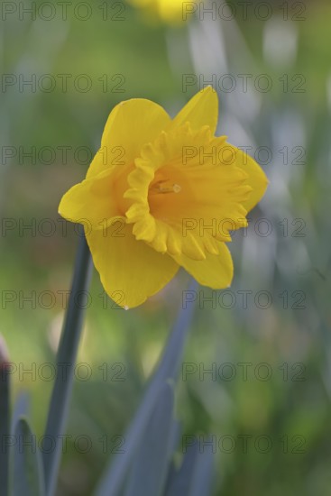 Daffodil (Narcissus), yellow flower in a garden, close-up, Wilnsdorf, North Rhine-Westphalia,