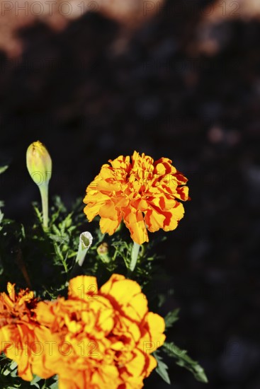 Bright orange flower of Tagetes erecta in close-up under sunlight with dark background, in a