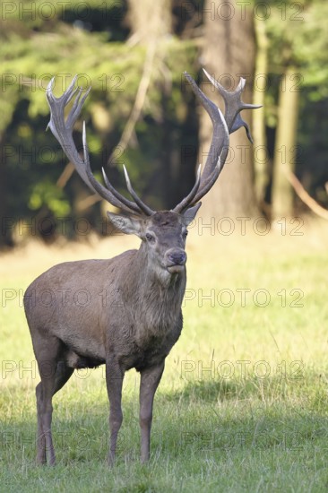 Red deer (Cervus elaphus) in rutting season, capital stag in a forest clearing, animal portrait,