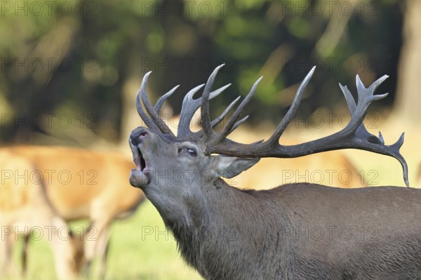 Red deer (Cervus elaphus) during the rutting season, a large stag roaring in a forest clearing,