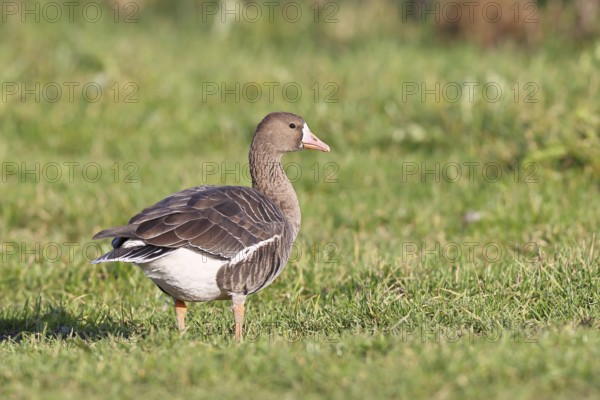 White-fronted goose (Anser albifrons), standing in a meadow in the wintering area, wildlife,