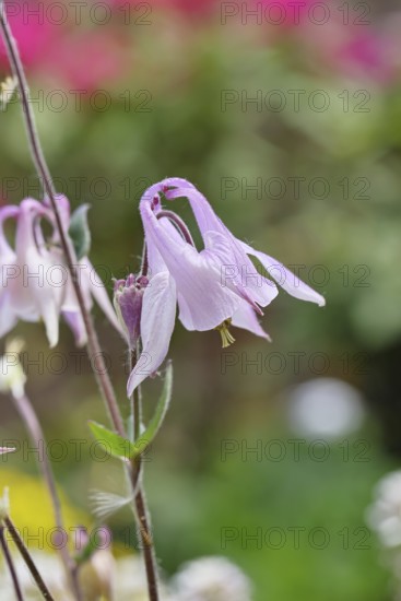 Columbine (Aquilegia vulgaris), white flower at the edge of a forest, in spring, Wilnsdorf, North