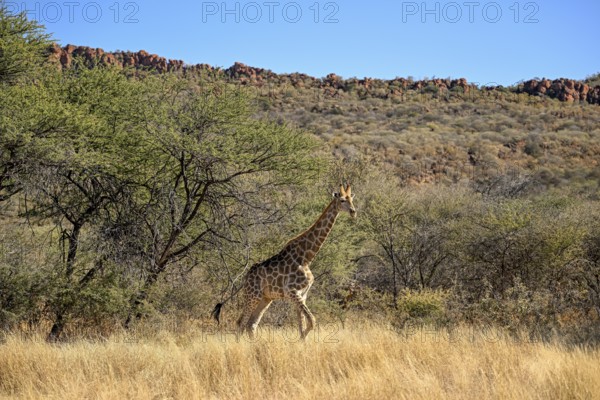 Angola giraffe (Giraffa camelopardalis angolensis) at the foot of the Waterberg, Otjozondjupa