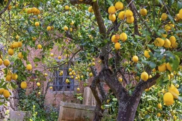 Ripe lemons hanging on the tree branches in a garden by an idyllic pink house in the countryside,
