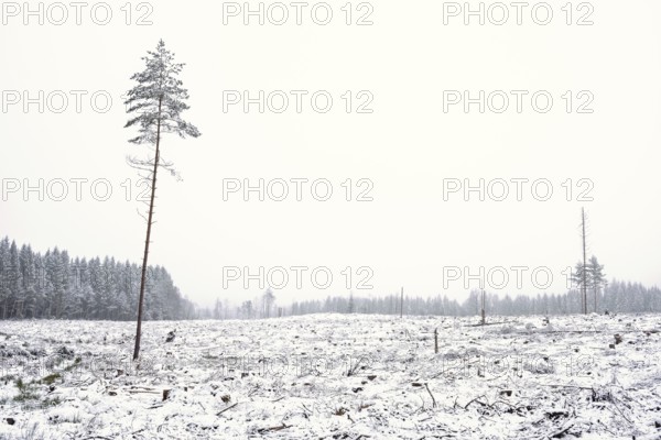 Desolate view at a clearcutting area in a coniferous forest with seed pine trees and snow on the