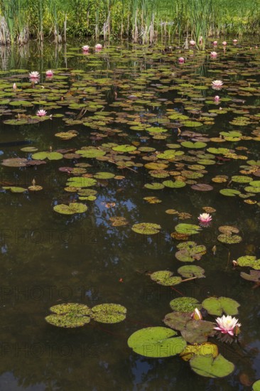 Pond with water lilies (Nymphaea), many flowers and leaves, Westphalia, North Rhine-Westphalia,