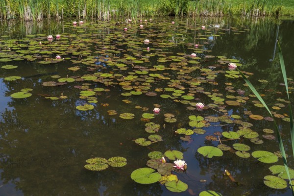 Pond with water lilies (Nymphaea), many flowers and leaves, Westphalia, North Rhine-Westphalia,