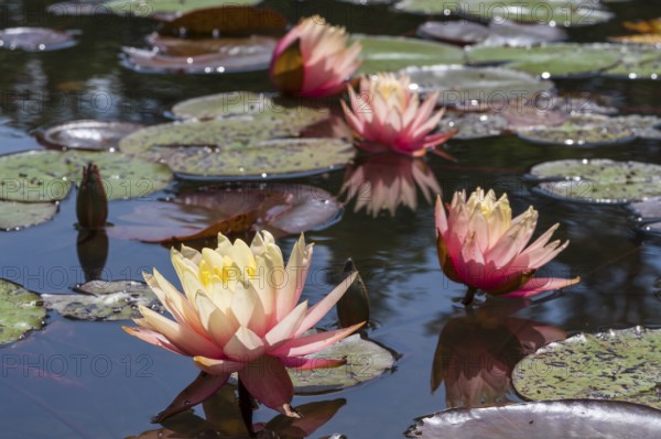 Pond with water lilies (Nymphaea), four flowers with reflection, close-up, Westphalia, North