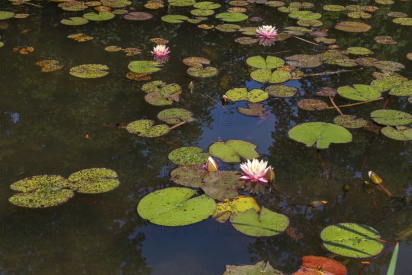 Pond with water lilies (Nymphaea), several flowers and leaves, Westphalia, North Rhine-Westphalia,