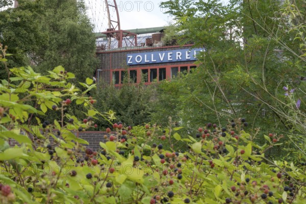 Zollverein coking plant, visitor centre, blackberry bushes in the foreground, UNESCO World Heritage
