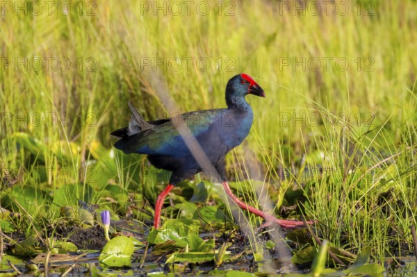 Emerald partridge (Porphyrio madagascariensis), walking on water lily pads, foraging, Mabamba