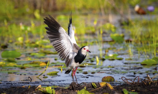 Long-toed Lapwing (Vanellus crassirostris), with outstretched wings on the shore, Mabamba Swamp,