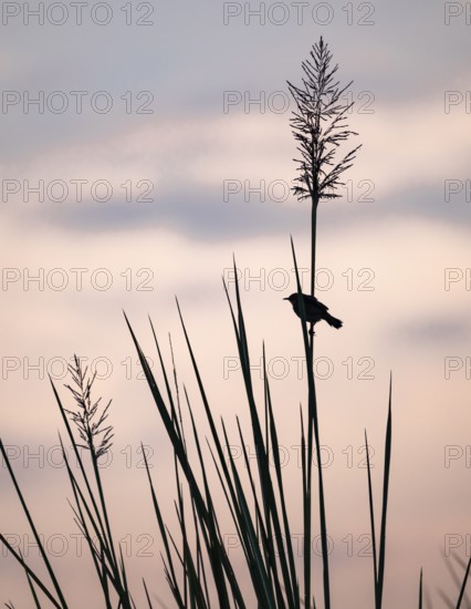 Swamp flycatcher (Muscicapa aquatica), silhouette, bird sitting on reeds, morning mood, Mabamba
