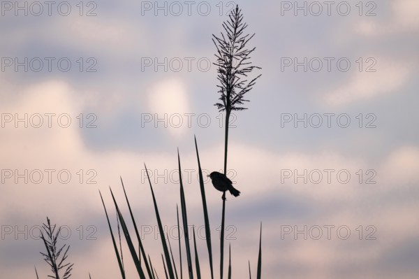 Swamp flycatcher (Muscicapa aquatica), silhouette, bird sitting on reeds, morning mood, Mabamba
