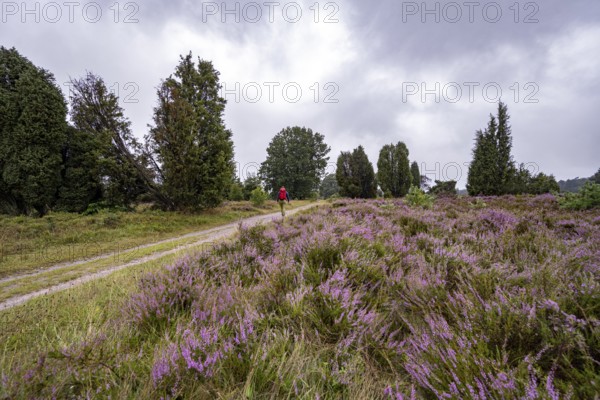 Hiker on a path through purple flowering heath, heather and juniper bushes, Lüneburg Heath nature