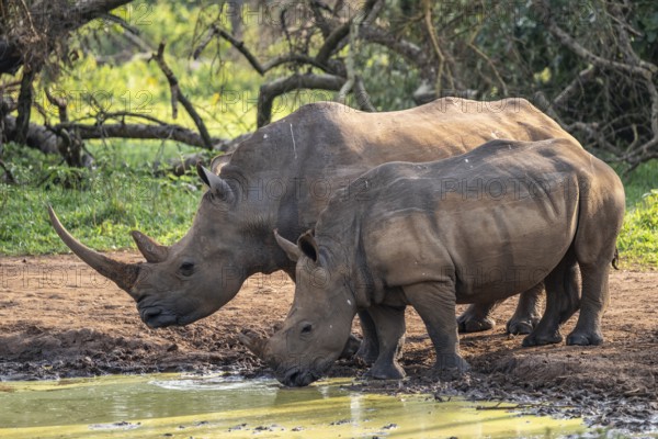 Two animals at a waterhole, Southern white rhinoceros (Ceratotherium simum simum), Ziwa Rhino