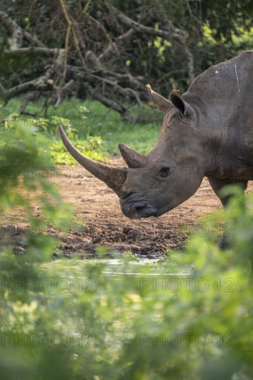 Animal at waterhole, Southern white rhinoceros (Ceratotherium simum simum), Ziwa Rhino Sanctuary,
