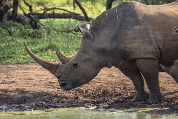 Animal at waterhole, Southern white rhinoceros (Ceratotherium simum simum), Ziwa Rhino Sanctuary,