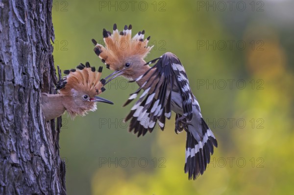 Hoopoe (Upupa epops) Bird of the Year 2022, male with food, prey, foraging, food for the young