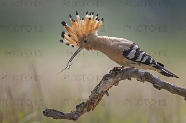 Hoopoe (Upupa epops) Bird of the Year 2022, male, female, erect canopy, sunrise, interaction,