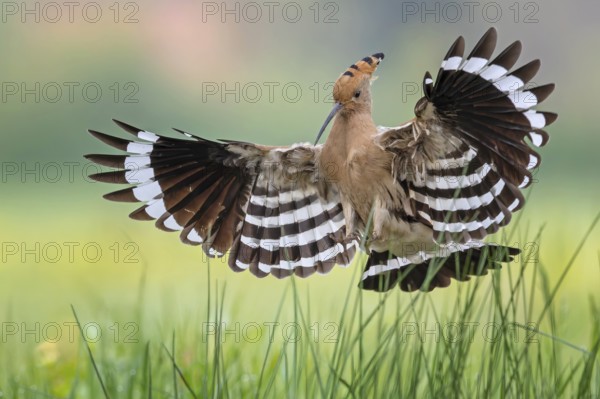 Hoopoe (Upupa epops) Bird of the Year 2022, male, female, erect canopy, sunrise, interaction,