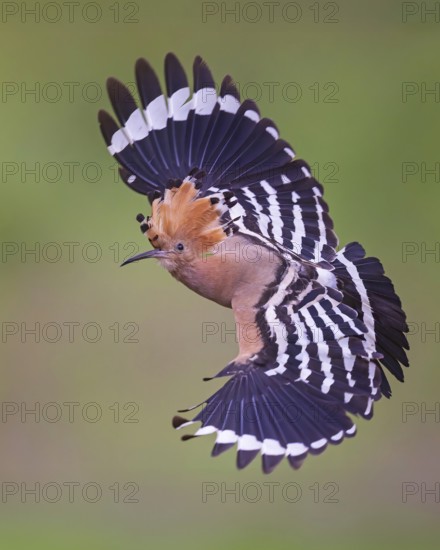 Hoopoe (Upupa epops) Bird of the Year 2022, male, female, erect canopy, sunrise, interaction,