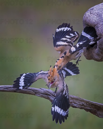Hoopoe (Upupa epops) Bird of the Year 2022, male, interaction, adult bird throws young bird out of