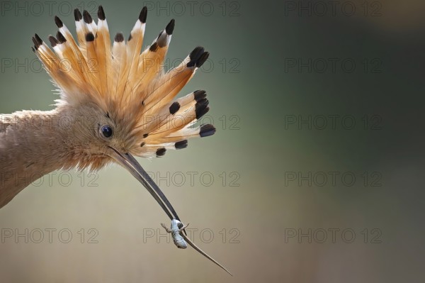 Hoopoe (Upupa epops) Bird of the Year 2022, male, female, erect cap, sunrise, interaction, portrait