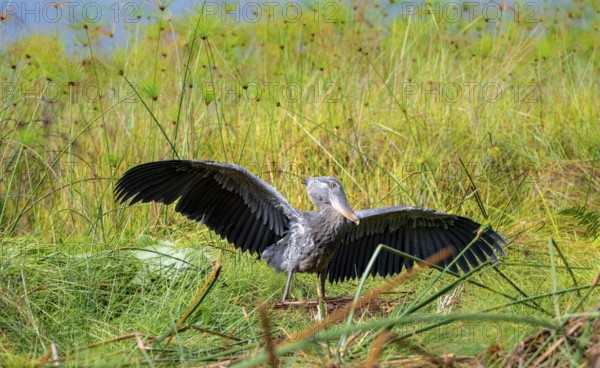 Shoebill (Balaeniceps rex), young bird spreading its wings, Mabamba Swamp, Lake Victoria, Uganda