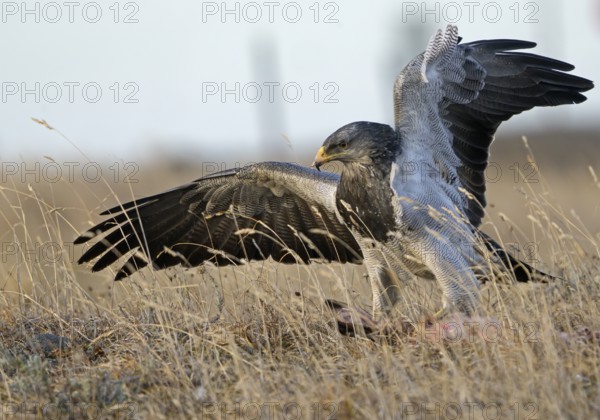 Aguja or Andean Buzzard (Geranoaetus melanoleucus australis) feeding on prey, Torres del Paine
