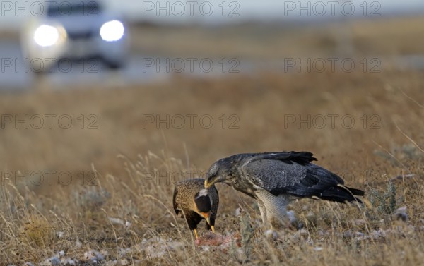 Crested caracaras (Caracara plancus) and aguja or Andean buzzard (Geranoaetus melanoleucus