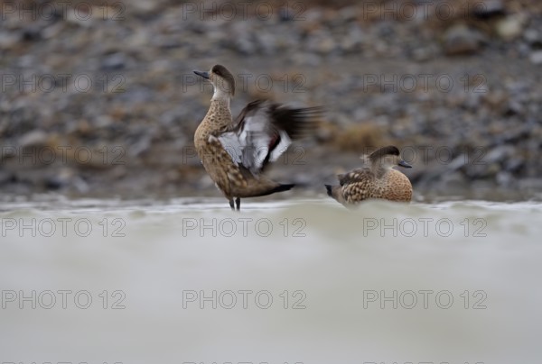 Crested Duck (Lophonetta specularioides) Torres del Paine National Park, Patagonia, Chile, South