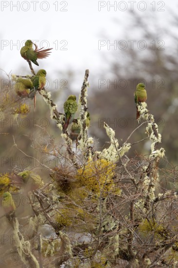 Austral parakeet (Enicognathus ferrugineus) Torres del Paine National Park, Patagonia, Chile, South