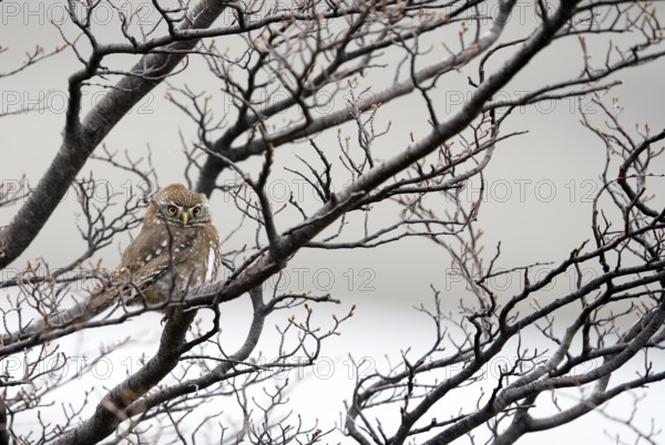 Patagonian Pygmy-owl (Glaucidium nanum), Araucanian Owl, Patagonian Pygmy-owl, Araucanian Owl,