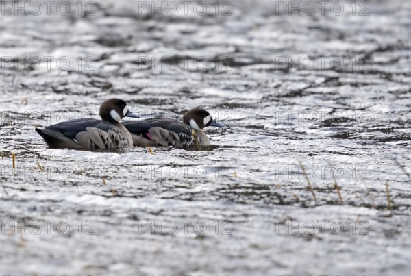 Copper scoters (Speculanas specularis), Patagonia, Chile, South America