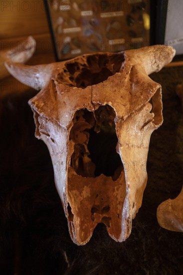 Beulah, Wyoming - The bison skull on display at the Vore Buffalo Jump, a sinkhole used by Plains